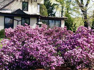 Culinarians' Home Flowers